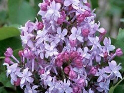 Lavendar Blue Geranium Fragrant Hardy Perennial, 25  Flowers  Seeds     #ABG14
