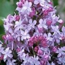 Lavendar Blue Geranium Fragrant Hardy Perennial, 25  Flowers  Seeds     #ABG14