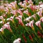 100  Flowers Seed   Oxalis Versicolor , easy to grow  #ABG15