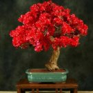 100  Seeds  Red Bougainvillea Spectabilis Perennial Bonsai , easy to grow  #ABG15