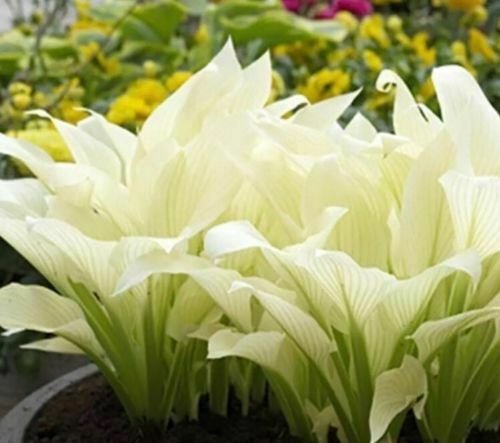 Hosta Plantaginea Fragrant Plantain Fire And Ice Shade White Lace 20 flowers Seeds   #ABG15