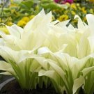 Hosta Plantaginea Fragrant Plantain Fire And Ice Shade White Lace 20 flowers Seeds   #ABG15