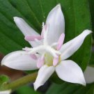 50 flowers Seeds tricyrtis japanese toad lily perennial   #ABG15