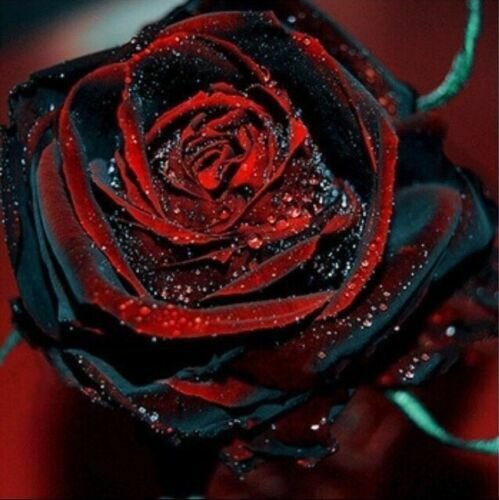 Black Red Rose 100 Flower Seeds , easy to grow #ABG15