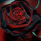 Black Red Rose 100 Flower Seeds , easy to grow #ABG15