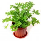 Citronella  Mozzie buster 100   Plant seeds  #ABG15