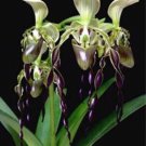 100 flower seeds Brazilian specialties of Cypripedium  orchid    #ABG15