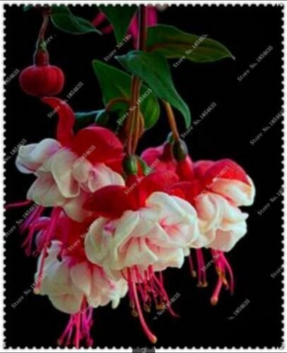 Fuchsia  Potted  bonsai  100 Flowers seeds     #ABG15