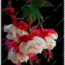 Fuchsia  Potted  bonsai  100 Flowers seeds     #ABG15