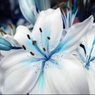 50 Plant Seeds Blue Lily  Potted Bonsai Lilium, easy to grow  #ABG15