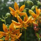 25  Lily Flower Seeds Michiganese Lilium   Perennial #ABG15