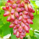 Rare Finger Grape 50 Seeds,easy to grow   #ABG15