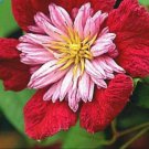 100 Flowers Seeds Mix Beautiful Clematis Bonsai  #ABG15