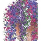 lobelia regatta trailing mix perennial 50 flowers seeds #ABG16