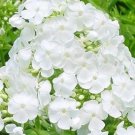 30 flowers seeds fragrant bright white phlox,easy to grow      #ABG16