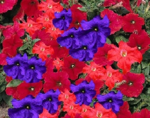 30 flowers seeds petunia red andd purple color      #ABG16