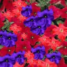30 flowers seeds petunia red andd purple color      #ABG16