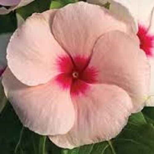 40 flowers seeds fragrant peach colored vinca,easy to grow #ABG16