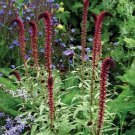 50 flower seeds  lysimachia atropurpurea beaujolais,easy to grow    #ABG16