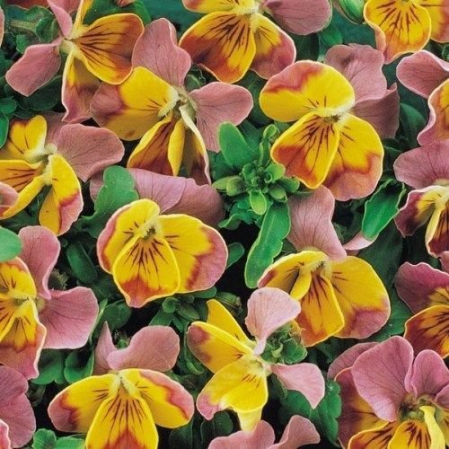 minola pink color heart bi-color viola seeds,35 flowers seeds  #ABG16
