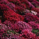 aubrieta bright red rock cress seeds ,50 flowers seeds     #ABG16