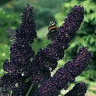 25 flowers seeds,  buddelia blacknight butterfly bush   #ABG16