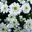 60 flowers seeds pure white sweet alyssum,easy to grow    #ABG16