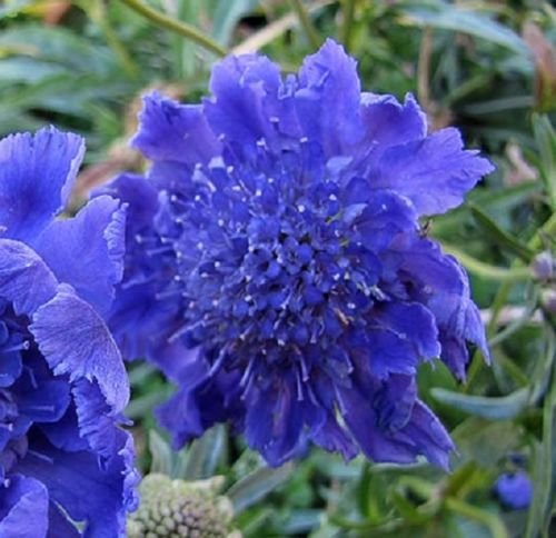 deep blue princushion scabiosa flowers seeds,35 seeds  #ABG16