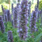blue hyssop agastache 50 seeds #ABG16