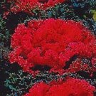 30 flowers seeds redbar red kale,easy to grow  #ABG16