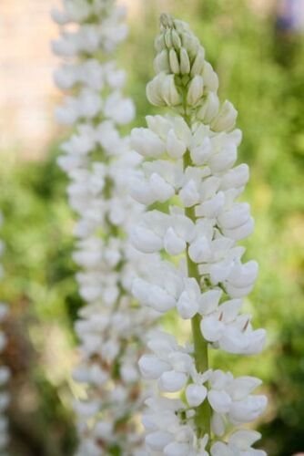 40 seeds white rusell hybird lupinus flowers seeds,easy to grow   #ABG16