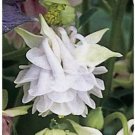 25 flowers seeds,aquilega grannys lace bonnets,easy to grow    #ABG16