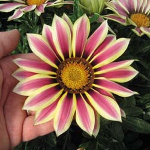 gazania new day rose stripe 30 flowers seeds,easy to grow   #ABG16