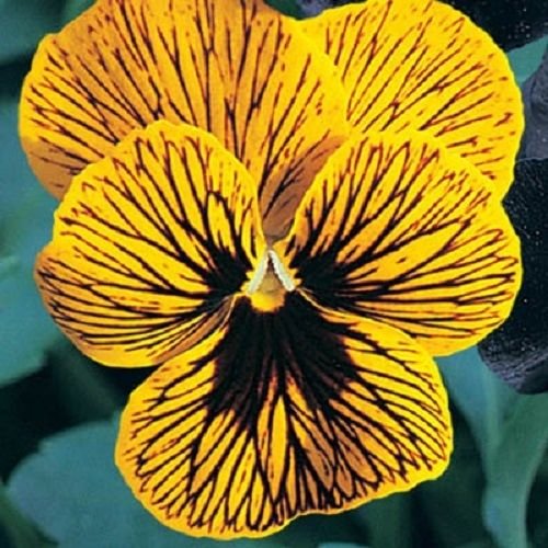 30 flowers seeds,viola angel tiger eye large flowered    #ABG16