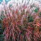 30 seeds,miscanthus flame grass,easy to grow    #ABG16