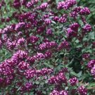 flowers seeds ornamental oregano,25 seeds  #ABG16