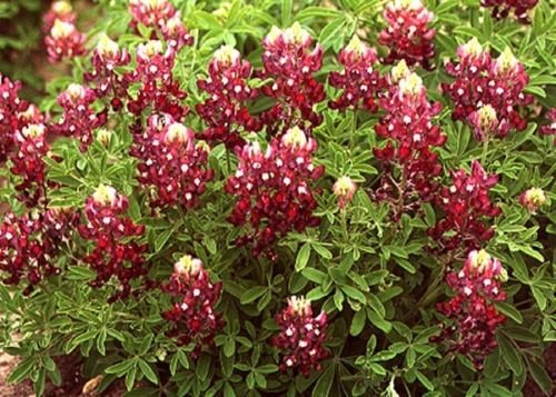 20 seeds rare maron red color texas bluebonnet flowers,easy to grow #ABG16