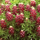 20 seeds rare maron red color texas bluebonnet flowers,easy to grow #ABG16
