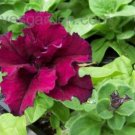 frillytunia  burgandy grandiflora petunia 30 flowers seeds #ABG16