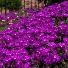 delosperma purple color ixe plant 50 flowers seeds,easy to grow #ABG16