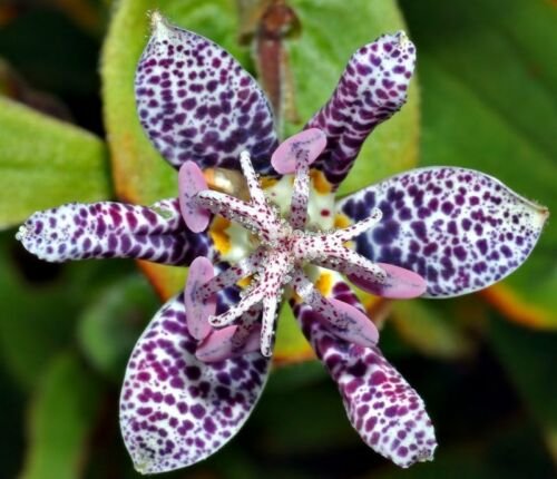tricyrtis jaoanese toad lilly 30 flower seeds,easy to grow #ABG16