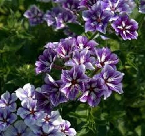 pragrant sugar stars phlox 30 flowers seeds,easy to grow #ABG16