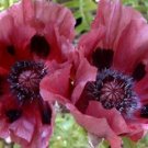 plum pudiing papver pink and black poppy oriental 35 seeds   #ABG16