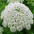 50 flower seeds, ammi queen anns lace,easy to grow   #ABG16