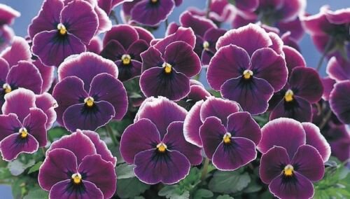 pansy violet picotee,20 seeds  #ABG16