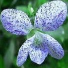 viola freackles perennial,30 seeds #ABG16