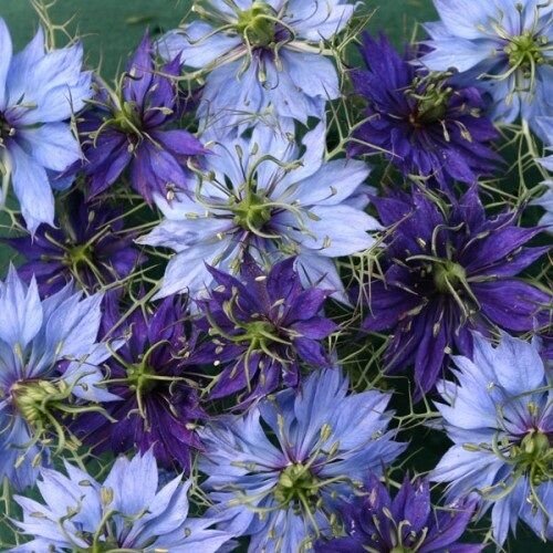 nigella love in thee mist mix flowers seeds,50 seeds  #ABG16