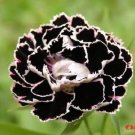 30 flower seeds black or white carnation,great for your garden  #ABG16