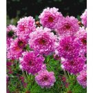 cosmos double click rose flower ,40 seeds #ABG16