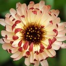 40 flowers seeds, calendua bronza beauty  #ABG16